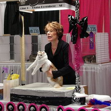 Cat Shows